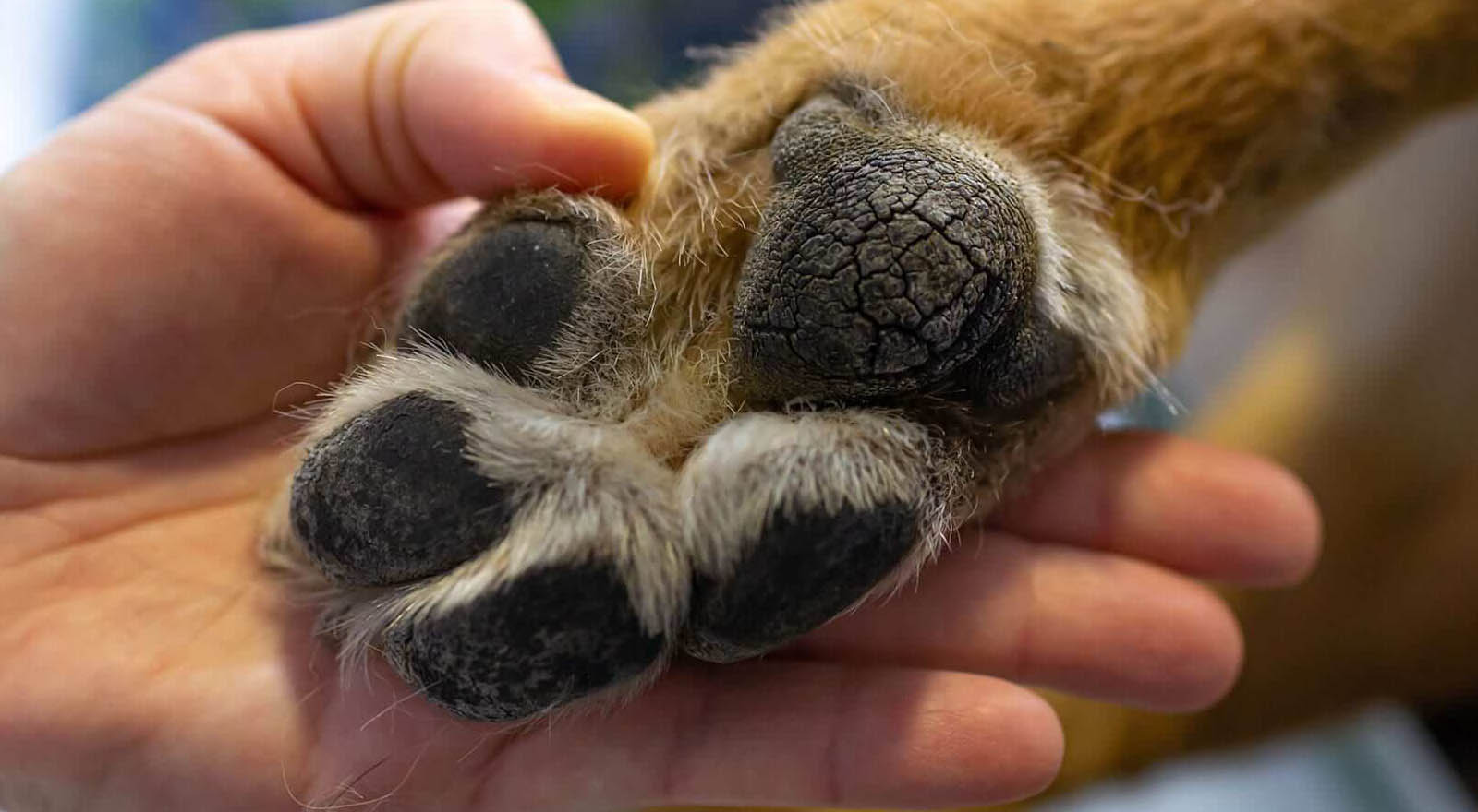 Dry, Cracked Paw Pads