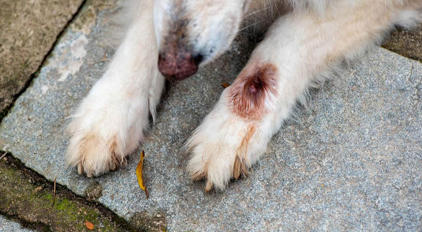 Moist Hot Spots and Foot Fungus Paw Pads